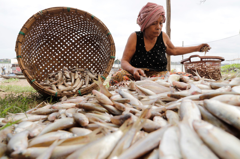 A Cambodian woman cuts the heads off of fish in preparation for pickling during the fishing season at the Tonle Sap river bank near Phnom Penh. Photo: EPA-EFE/Mak Remissa