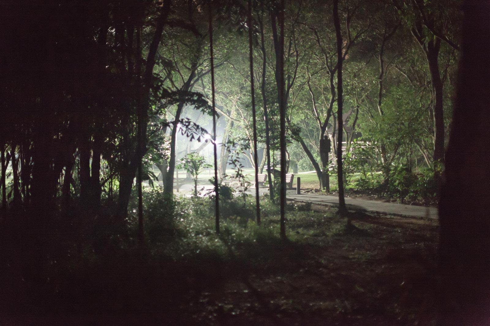 Dark place: the swampy areas of Pasir Ris park, an alleged hotspot for paranormal activity. Photo: Sam Jam