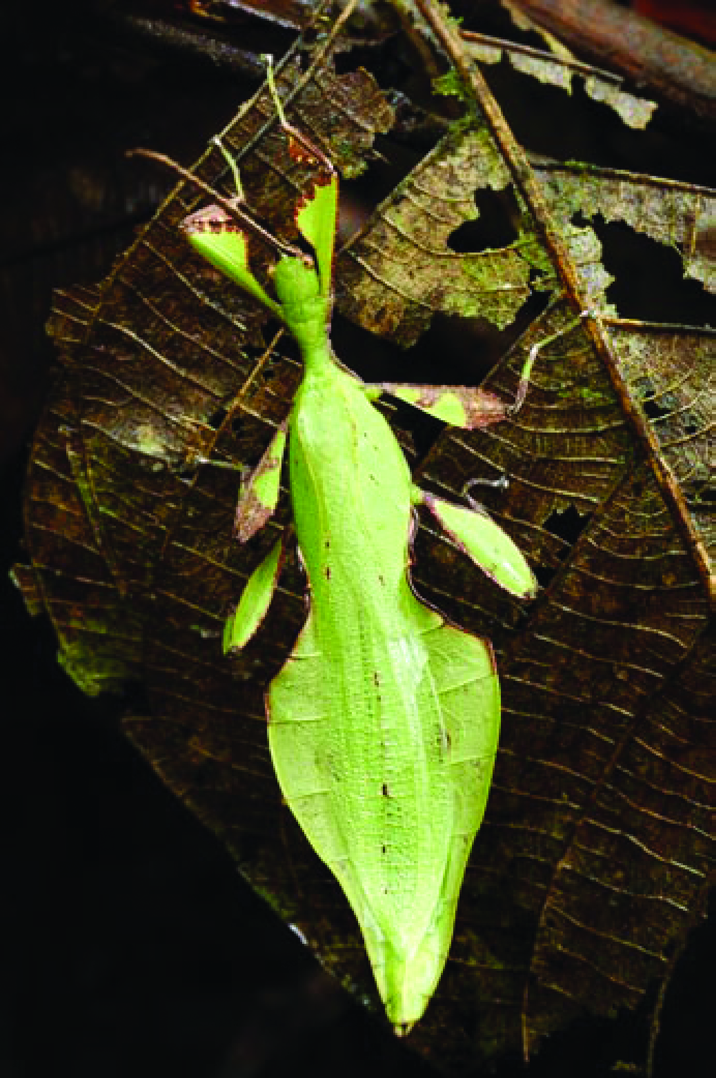 A leaf insect of the genus Phyllium. These particular insects are leaf-eaters themselves, but have evolved an almost perfect camouﬂage by adopting a leaf-like form. The rouse is perfected to the extent of mimicking old and damaged leaves, thereby avoiding inadvertent consumption by other leaf-eating creatures. They can be found in the lowland forests of Botum Sakor National Park in southern Cambodia. Photo: Jeremy Holden