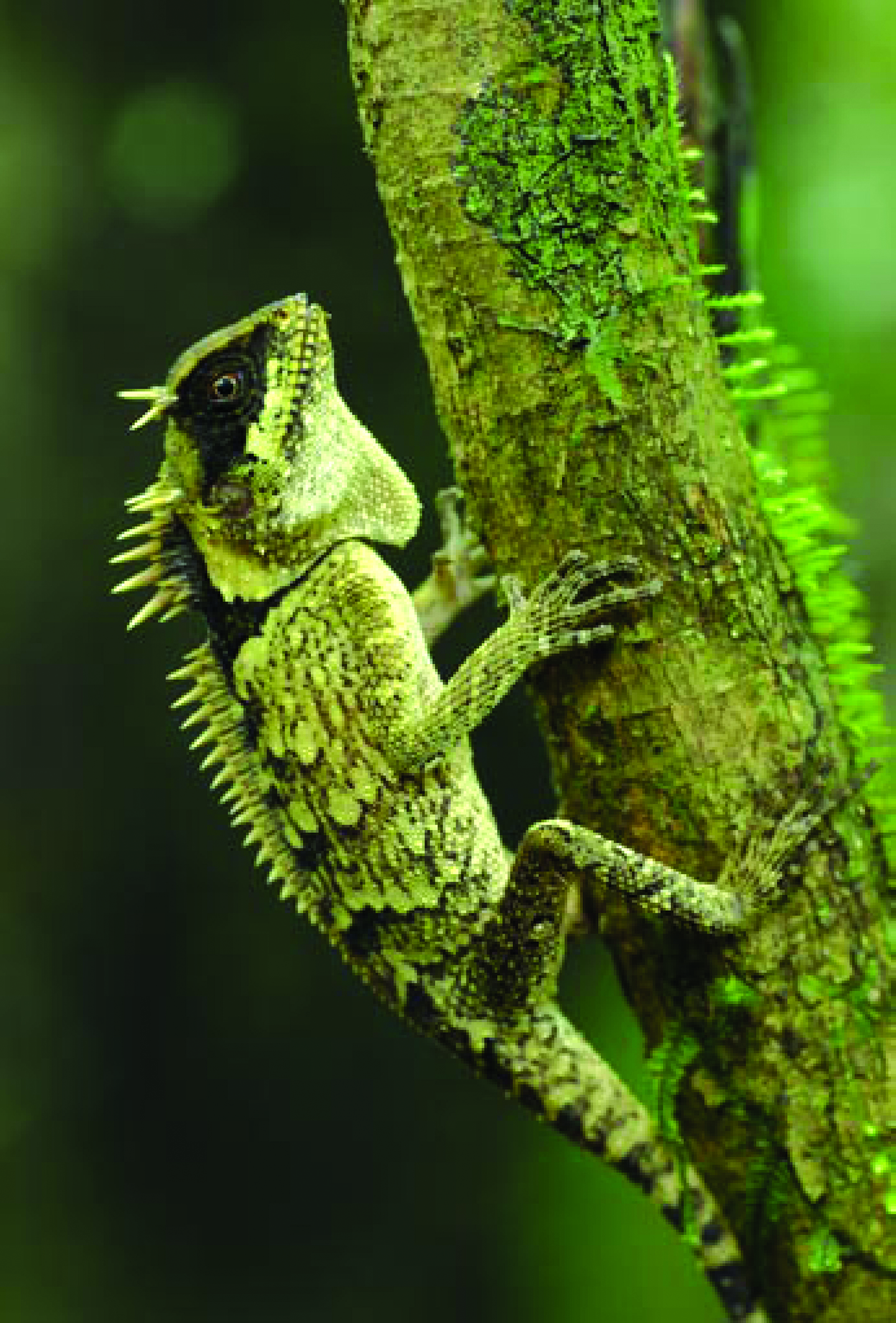 The spectacular Acanthosaura is an agamid lizard found in the hill forests of southern Cambodia. It can be seen perched in low trees or sometimes on the ground, where it hunts for earthworms and insects. This particular species appears to be a form of Acanthosaura crucigera. Photo: Jeremy Holde