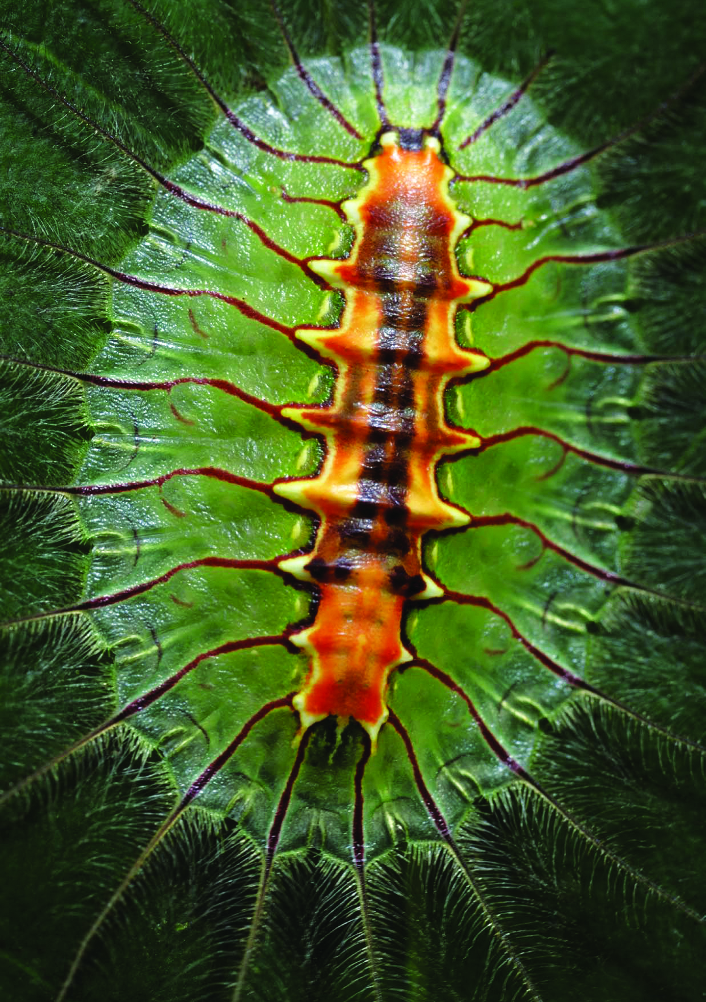 This larva from the moth family Limacodidae is equipped with spines that are tipped with poison. The colour acts as a warning to potential predators that it will not make a tasty meal. Location - Cardamom Mountains. Photo: Jeremy Holden