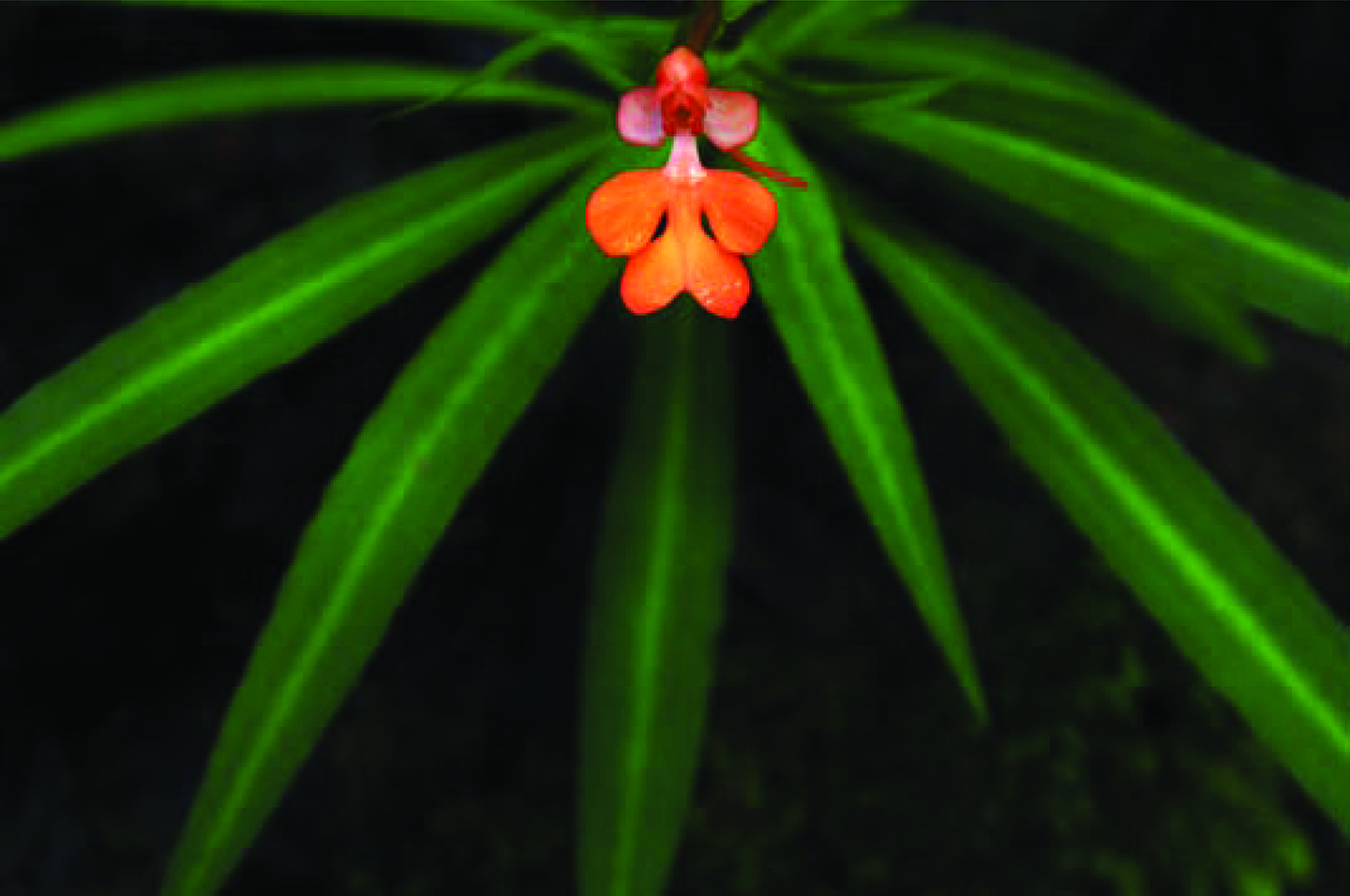 The orchid Habenaria rhodochelies grows on the dark, shadowy cliffs beside waterfalls in the rainforests of Mondulkiri.  Photo: Jeremy Holden