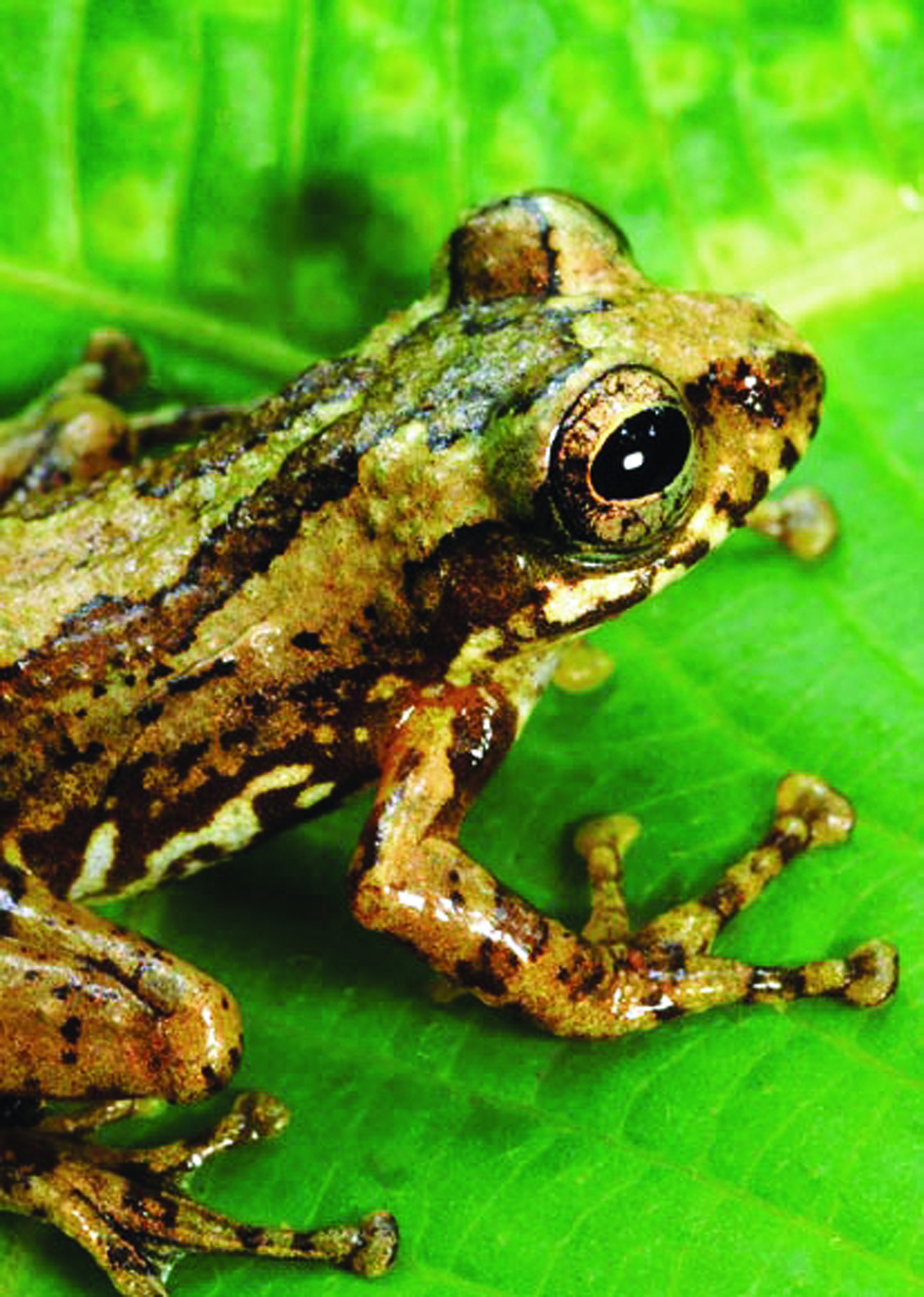 There are over 60 species of frog in Cambodia, some of them occurring nowhere else. This Philautus Cardamonus was discovered at 1717 metres on the summit of Mount Samkos in the Cardamom Mountains, and has to date been seen nowhere else. Many frogs native to high altitude forests are becoming extinct due to global warming and the consequent drying out of these typically moist areas, such as here in Pursat province. Photo: Jeremy Holden