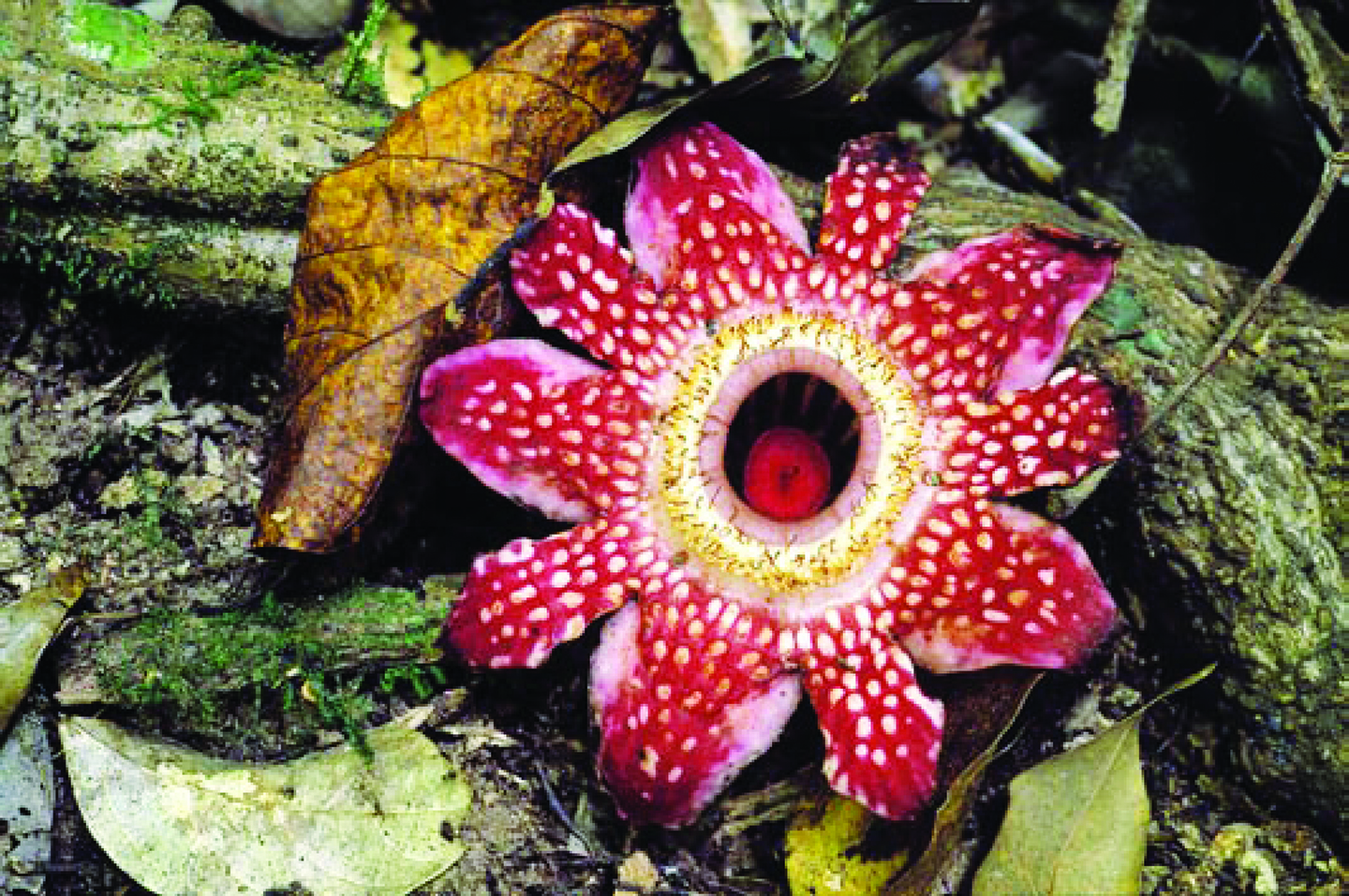 Sapria poilanei is a strange terrestrial ﬂower belonging to the Rafﬂesia family. It was ﬁrst described from Cambodia’s Cardamom Mountains/The body of the plant has no leaves but rather lives fungus-like within vines, stealing all the nutrients it needs to survive and to produce these opulent ﬂowers. Photo: Jeremy Holden