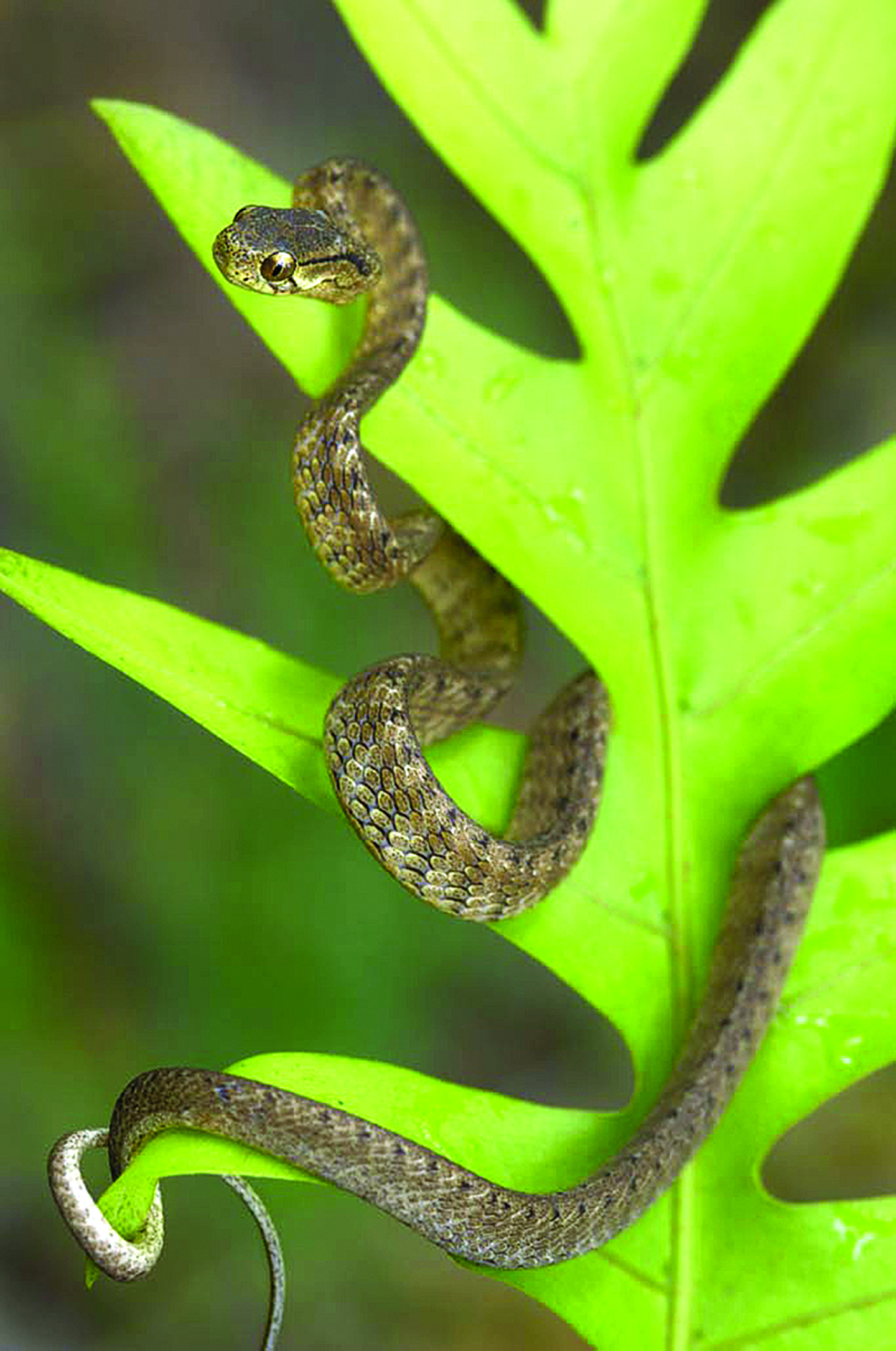 Cambodia has many species of snake, including the Reticulated Python – the world’s longest snake, and the King Cobra – the world’s largest venomous snake. The majority, however, are harmless, to humans at least. This small species is the slug snake Pareas carinatus, so-called because it feeds mostly on snails and slugs. It can commonly be found in the rainforests of Cambodia and here on Koh Kong island. Photo: Jeremy Holden