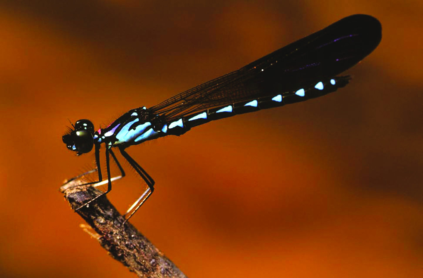 Dragonflies and damselflies are a common feature of Cambodian waterways. The more interesting and unusual species occur in the rainforest, especially along small streams. This jewel-like Libuella species was seen in O’Som commune, Veal Veng district. Photo: Jeremey Holden