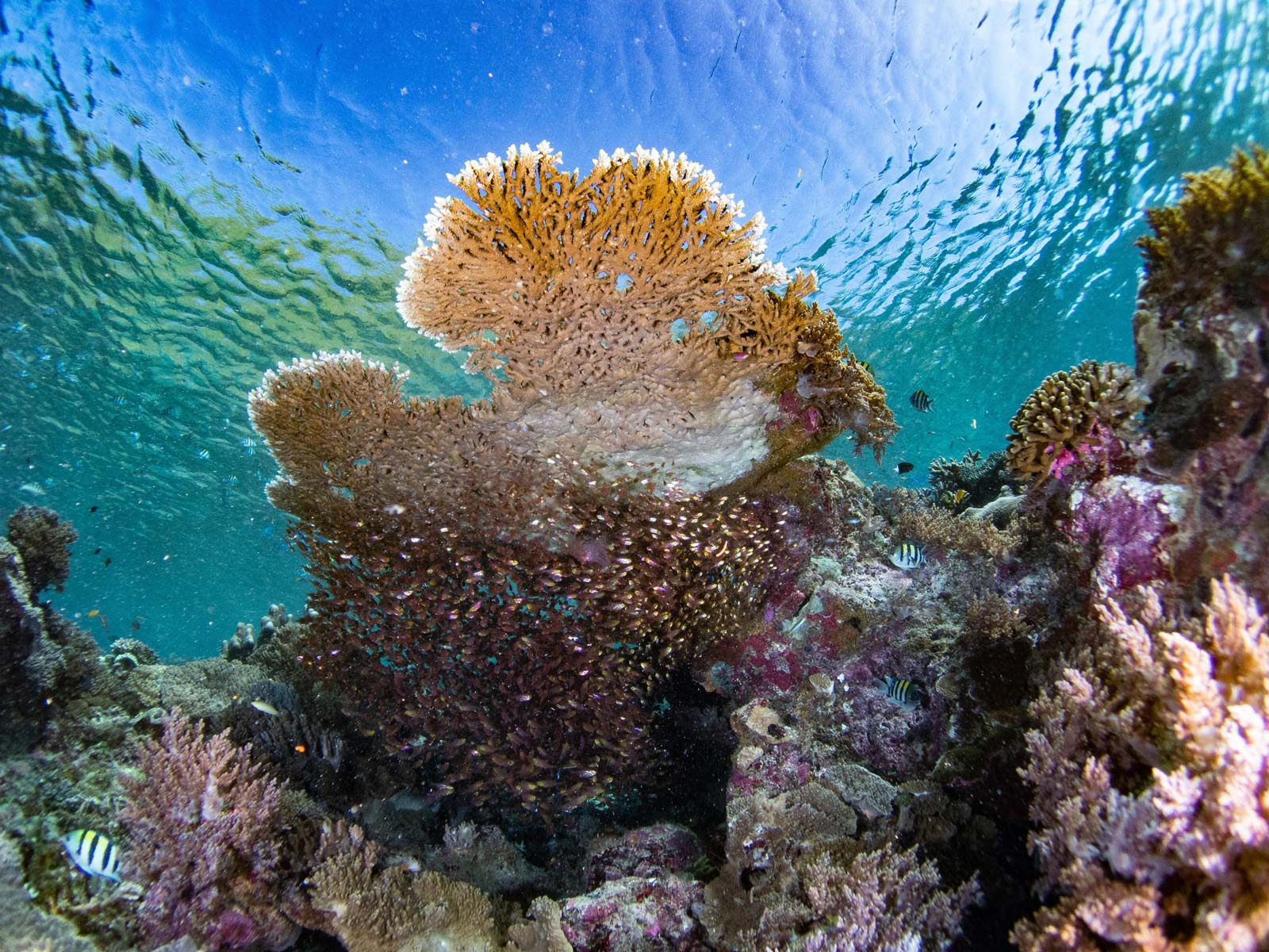 In Indonesia, innovative research shows just how resiliant coral reefs are