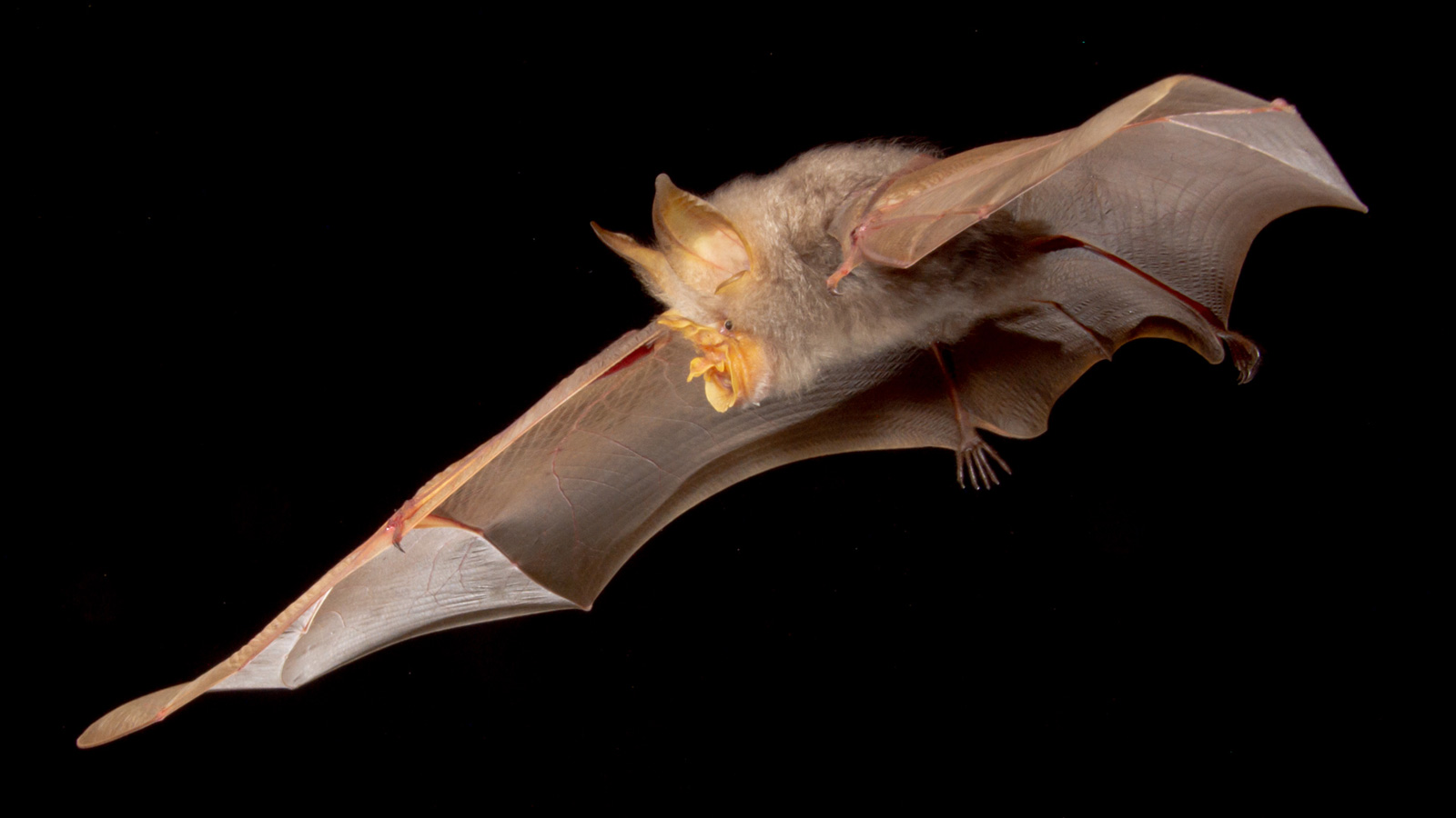 Roosting with bats: Nature's most misunderstood mammal