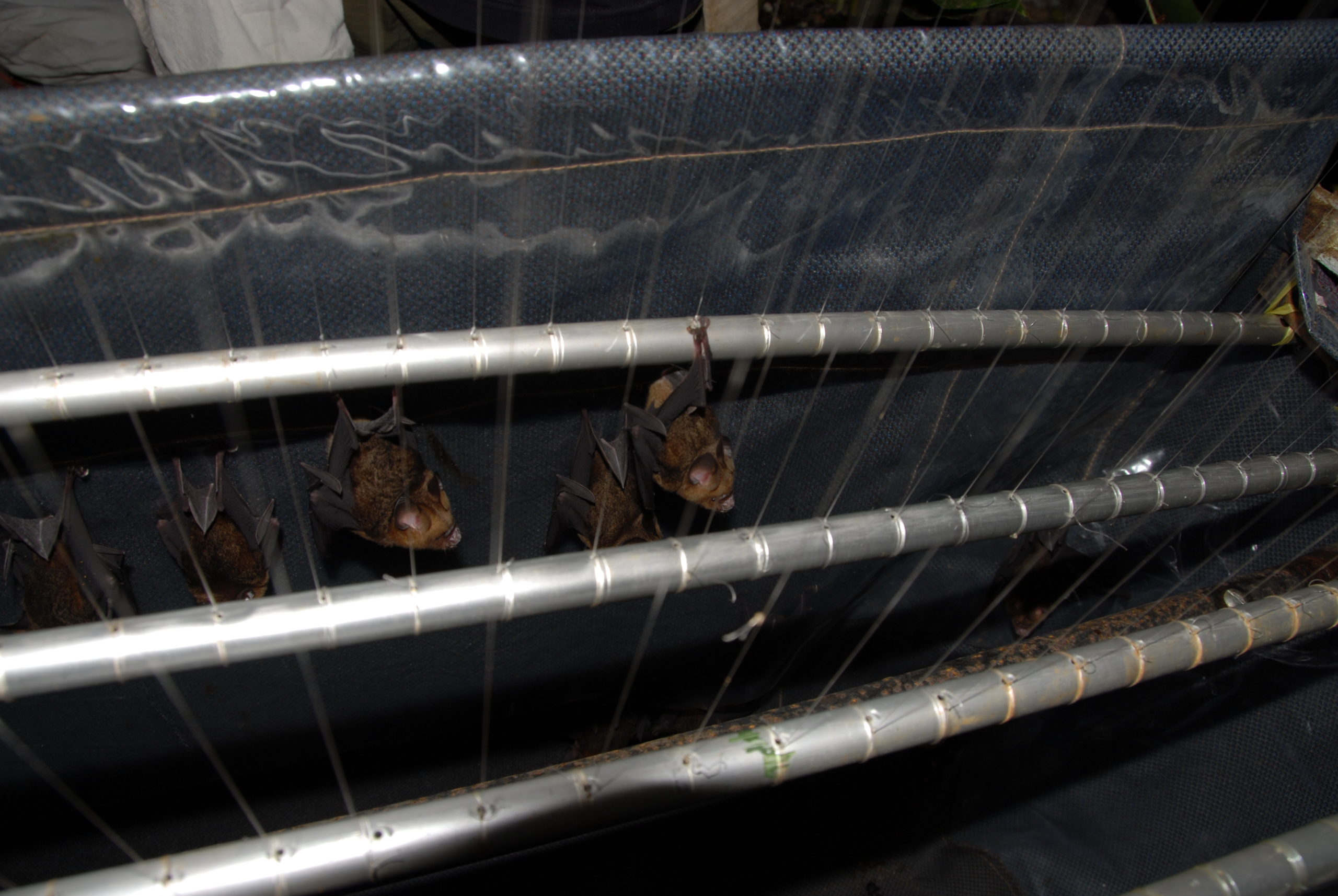 SEABCRU » More species of woolly bats whisper in Southeast Asia's  rainforests