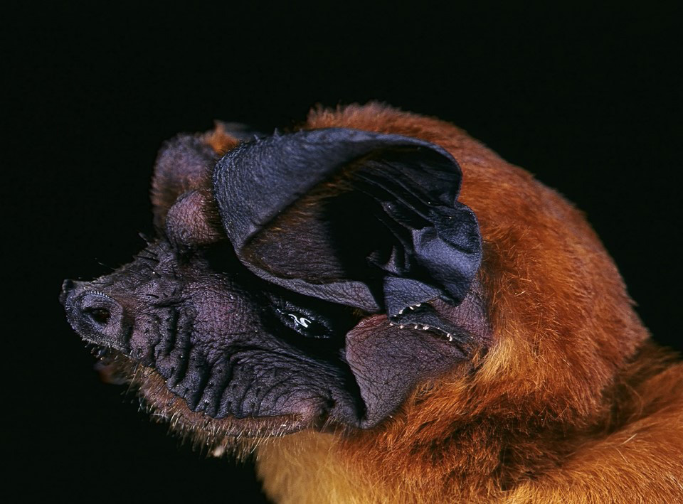 SEABCRU » More species of woolly bats whisper in Southeast Asia's  rainforests