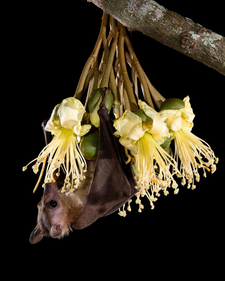 https://southeastasiaglobe.com/wp-content/uploads/2020/04/8_-Cave-dawn-bat-on-durian-flower.jpg