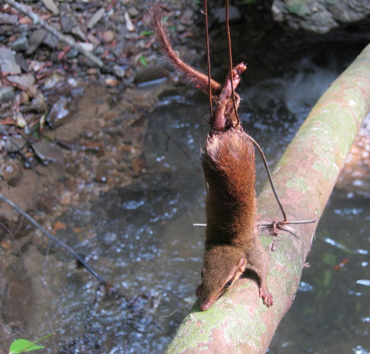 animal snares