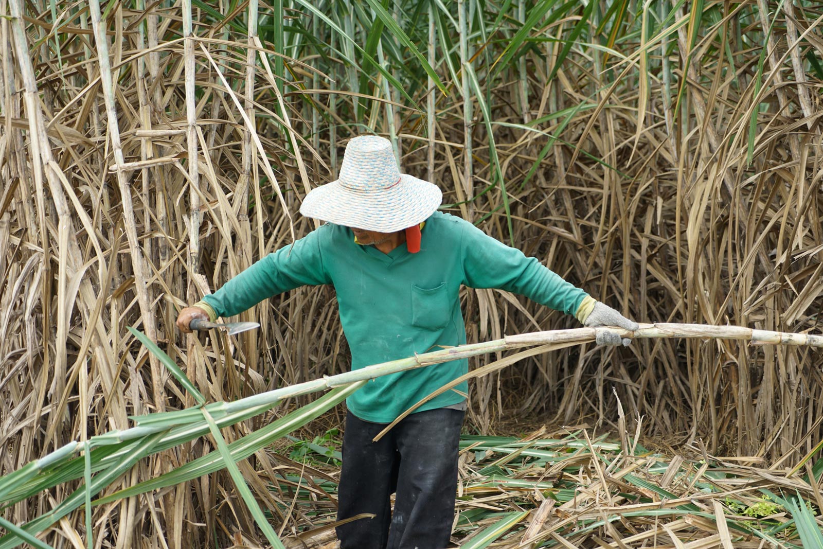 Burning Dilemma Sugarcane Farmers Struggle In Thailand’s Green Vision