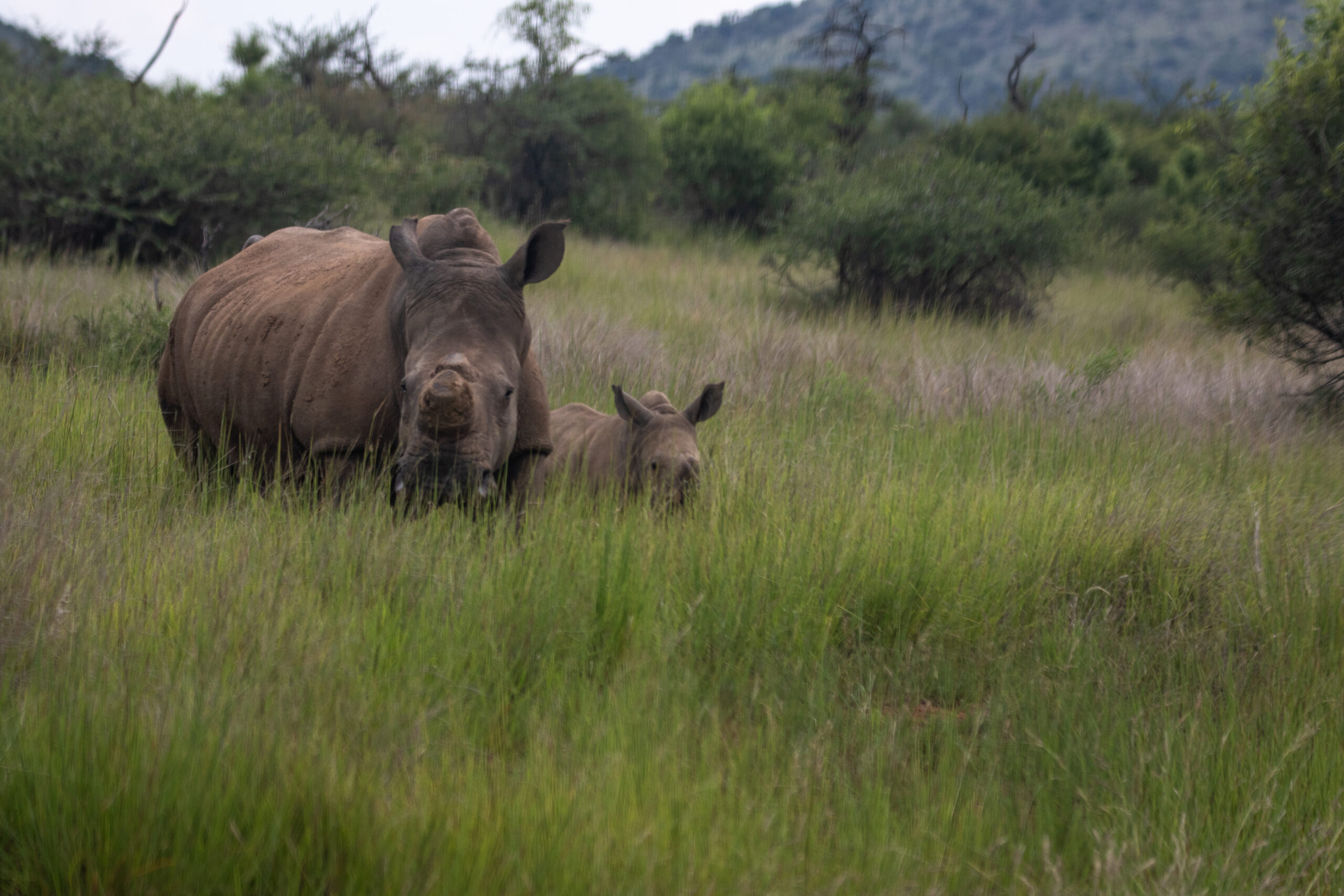 Rhino horns pierce a wall between crime and affluence in Vietnam