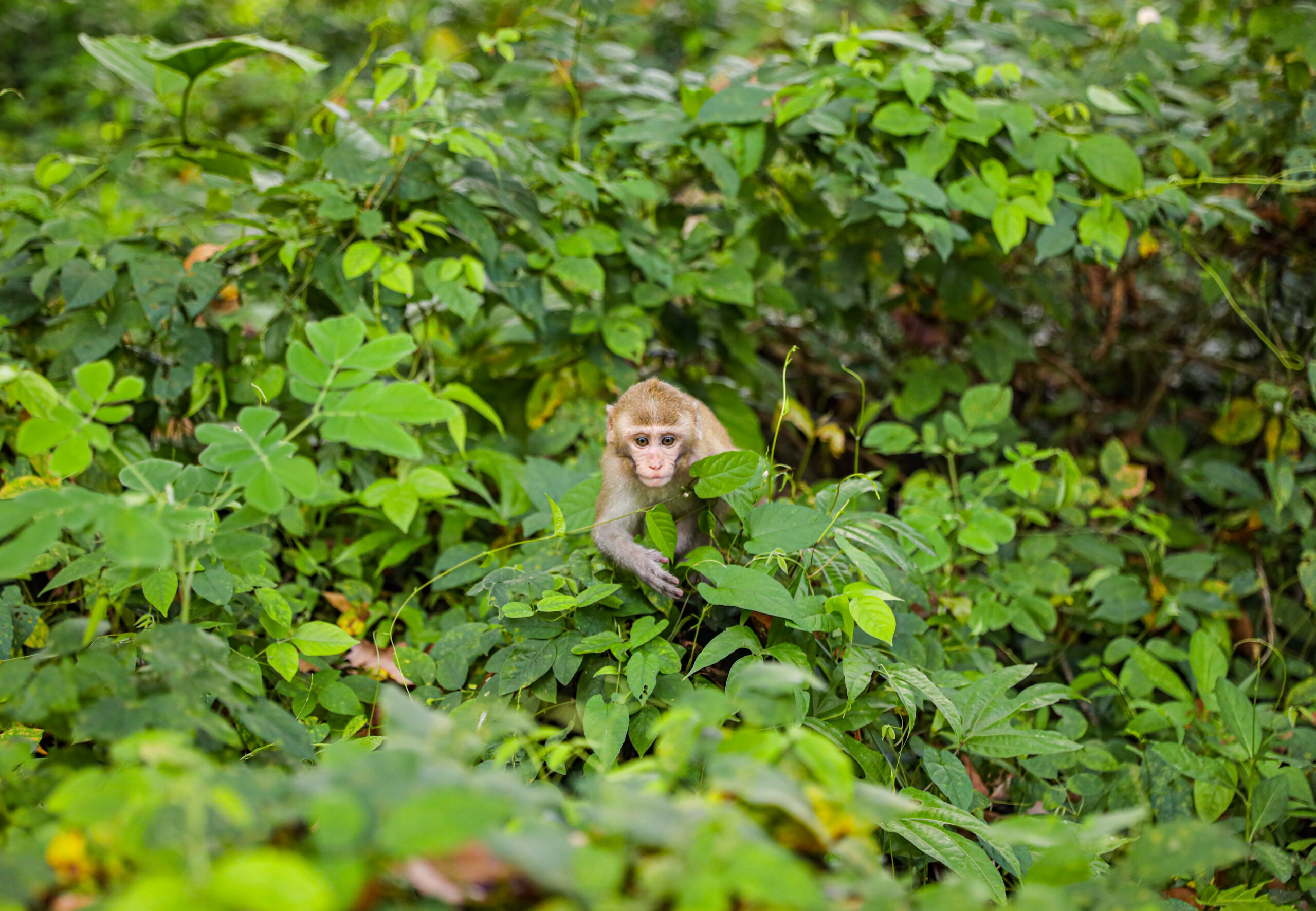 Is the world's most popular lab monkey vanishing—or flourishing