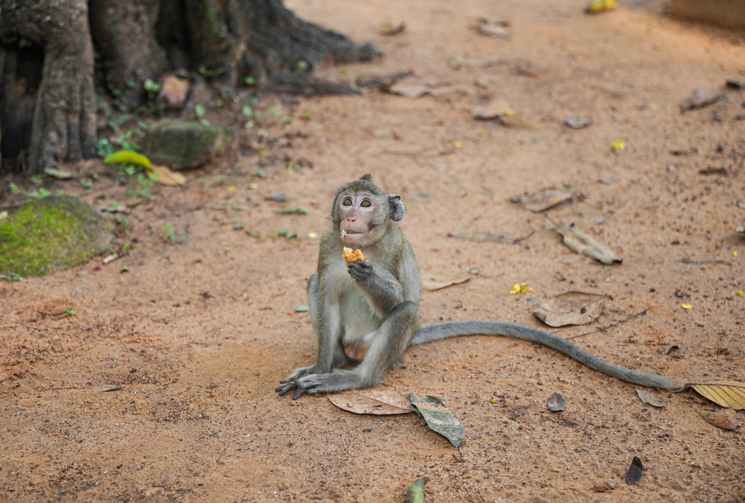 Is the world's most popular lab monkey vanishing—or flourishing