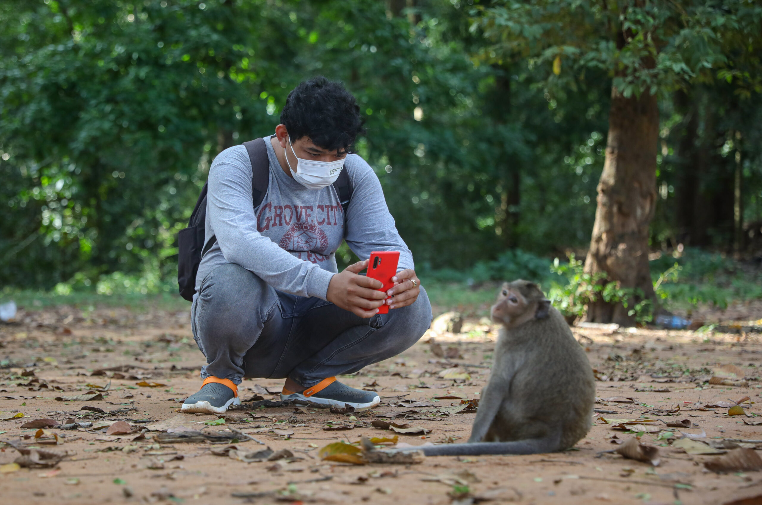 Is the world's most popular lab monkey vanishing—or flourishing