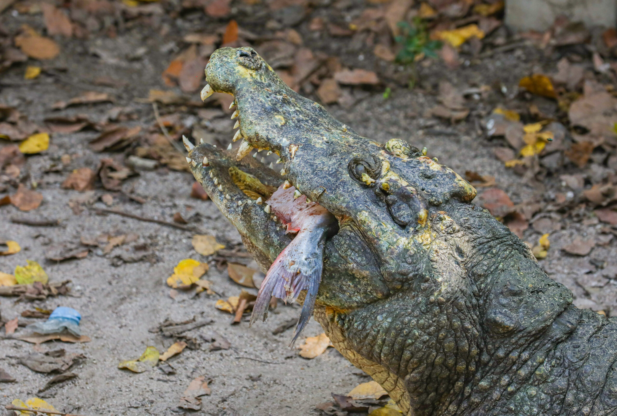 Cambodia's crocodile farmers and conservationists forge unlikely alliance