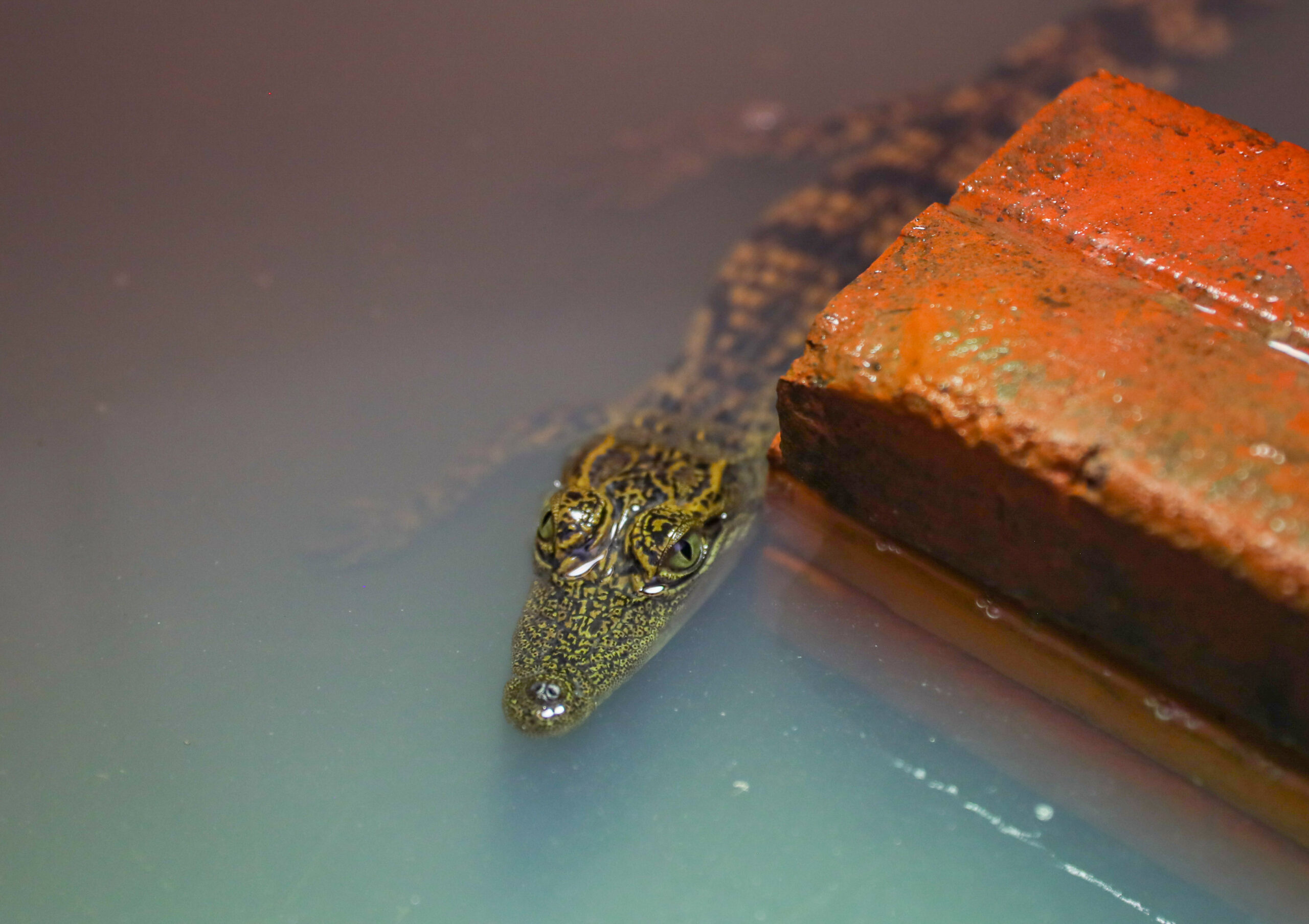 Genetic study reveals that a captive-bred population could save endangered  crocodile from extinction