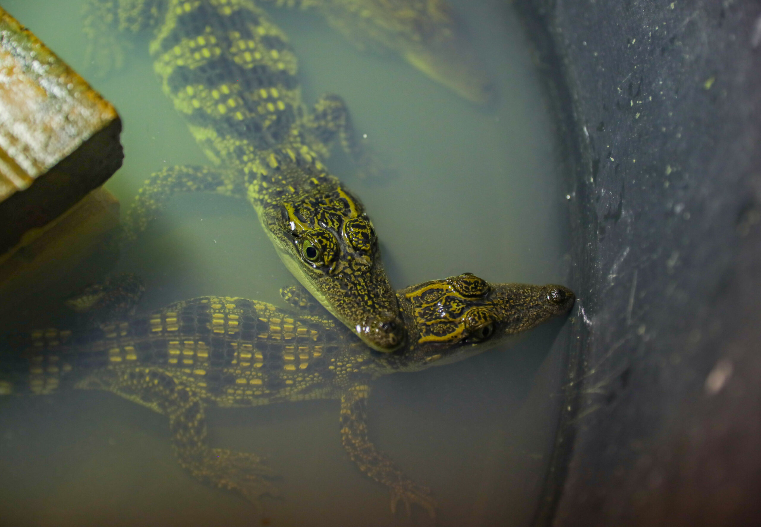 Cambodia's crocodile farmers and conservationists forge unlikely alliance