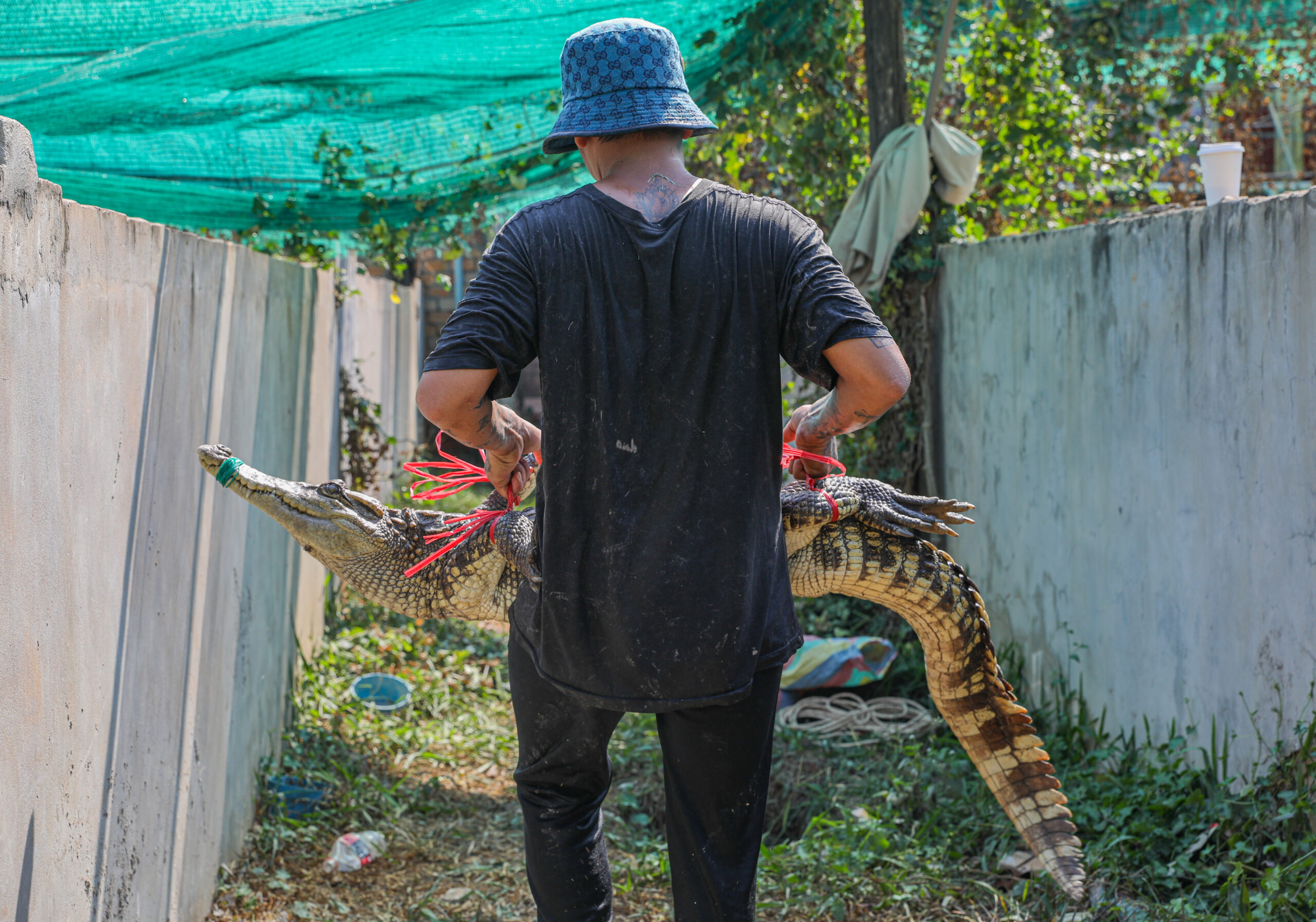 Cambodia's crocodile farmers and conservationists forge unlikely alliance