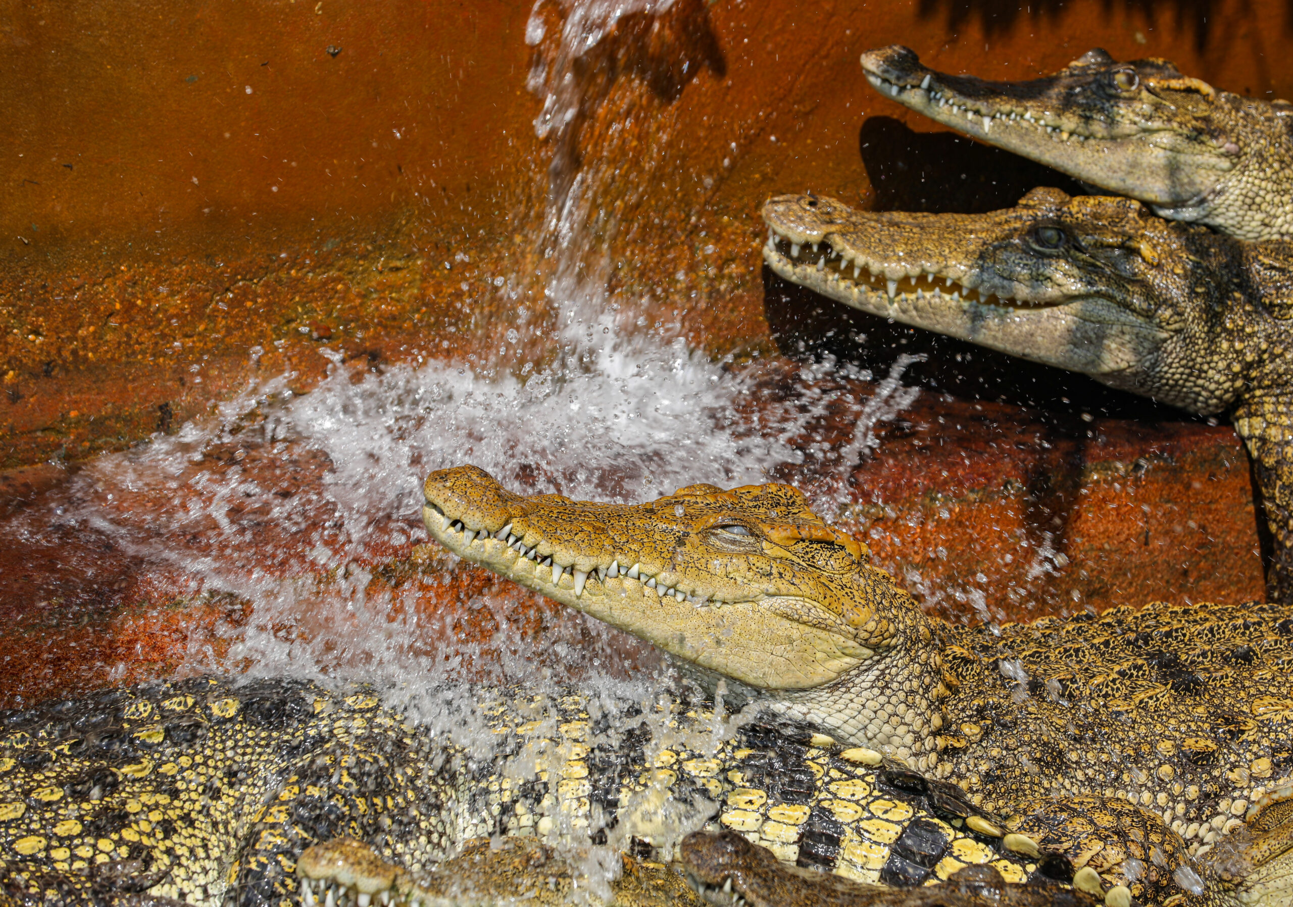 Crocodile farming — Defend The Wild