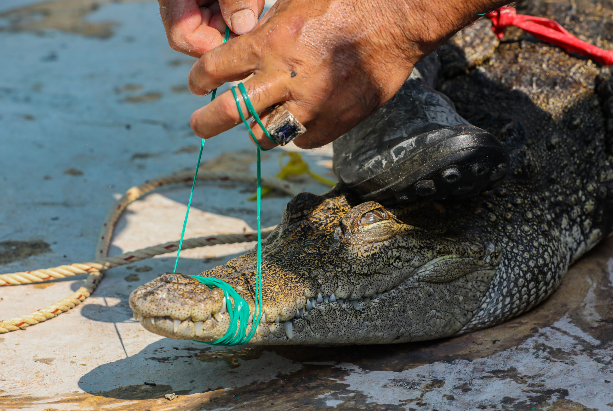 Crocodile farming — Defend The Wild