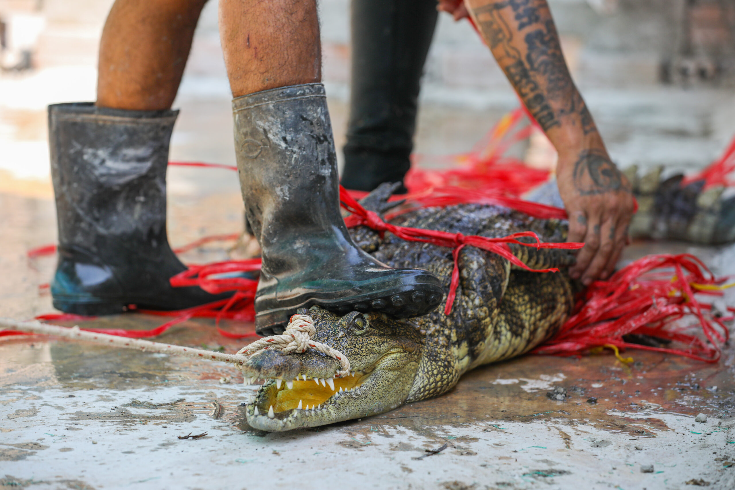 Cambodia's crocodile farmers and conservationists forge unlikely alliance