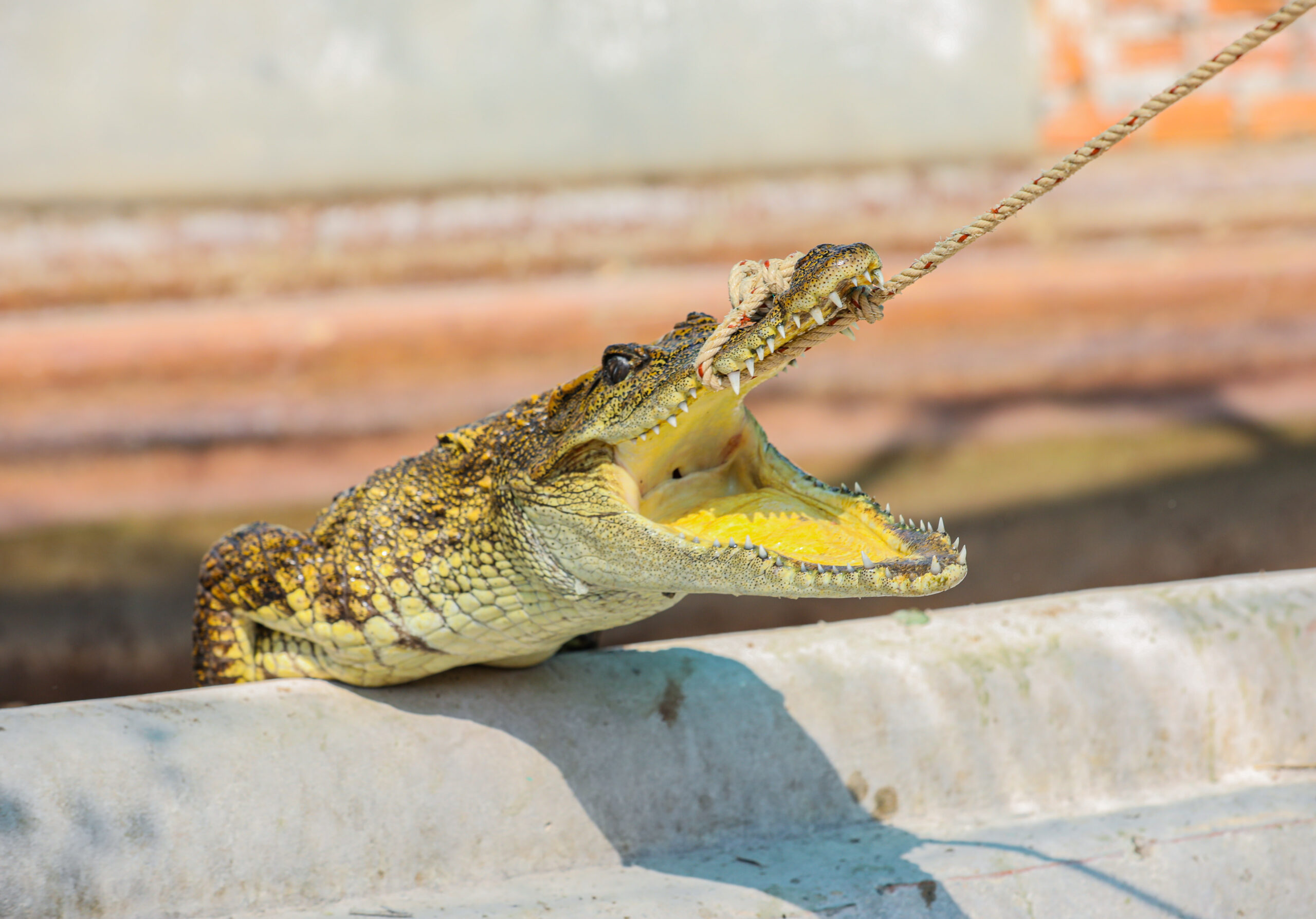 Cambodia's crocodile farmers and conservationists forge unlikely alliance