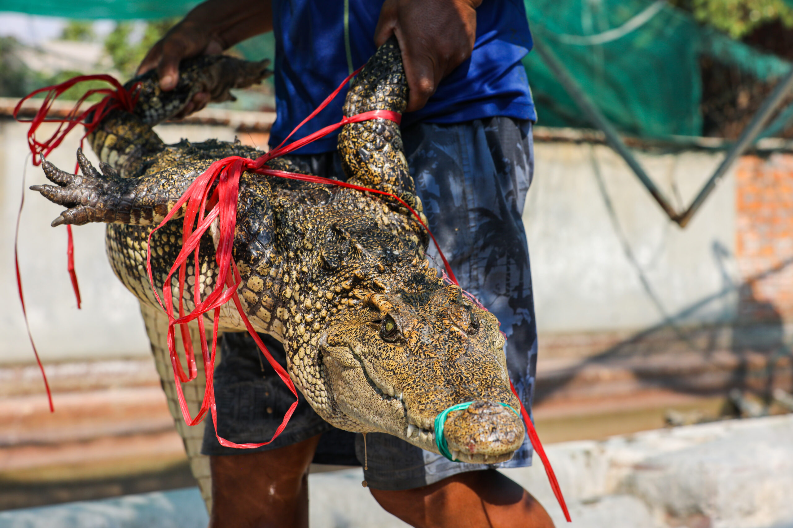 Falling Crocodile Prices Leave Farmers Fighting for Livelihoods