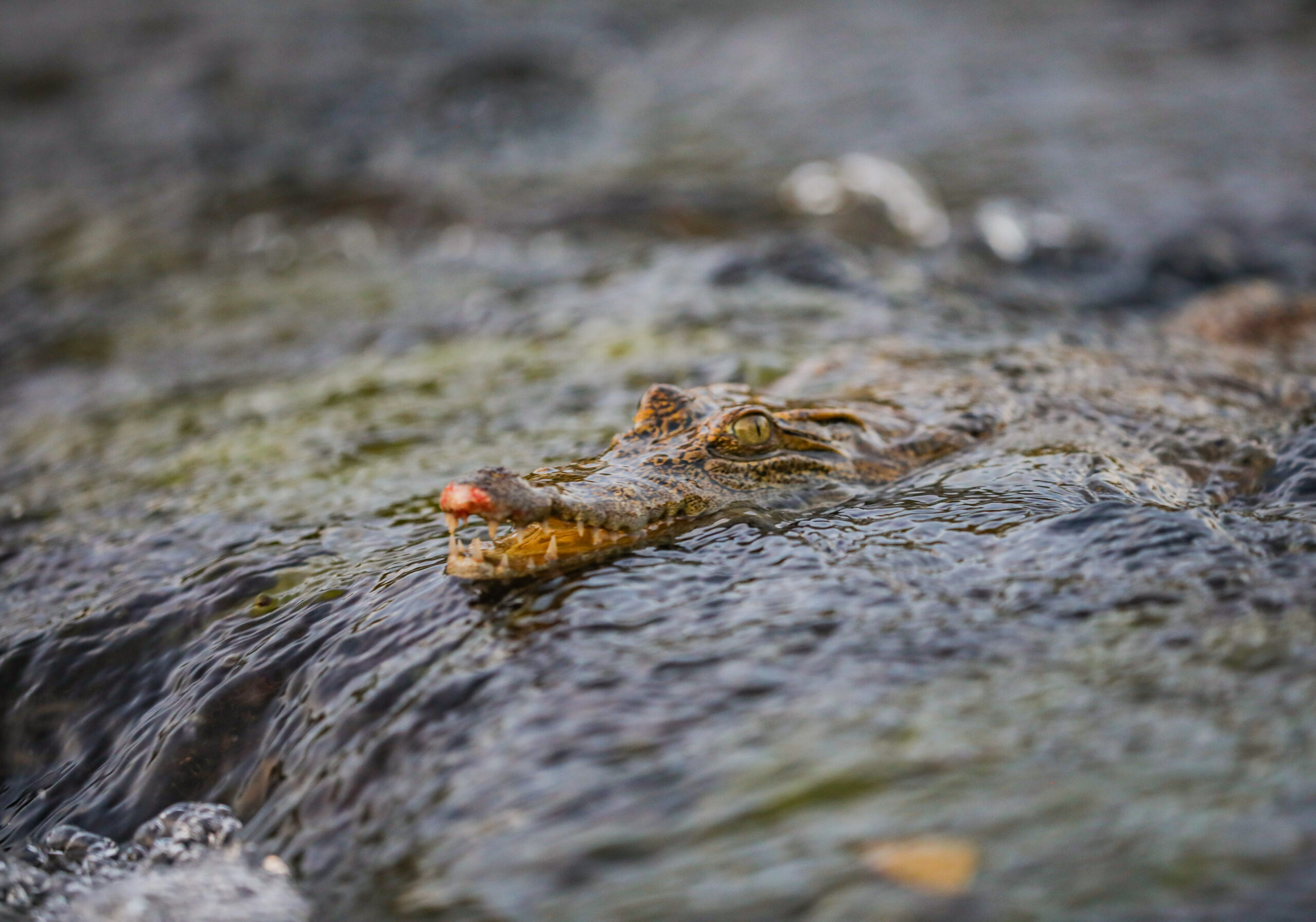 Cambodia's crocodile farmers and conservationists forge unlikely alliance