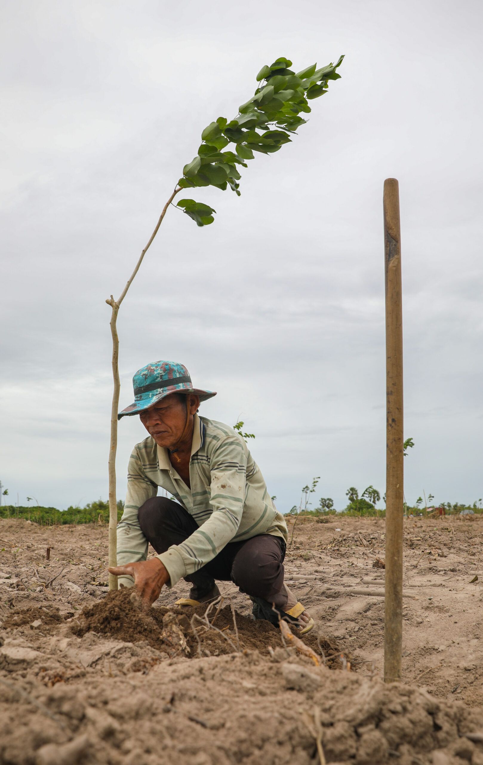 Reforestation follows Cambodian PM’s intervention LaptrinhX / News