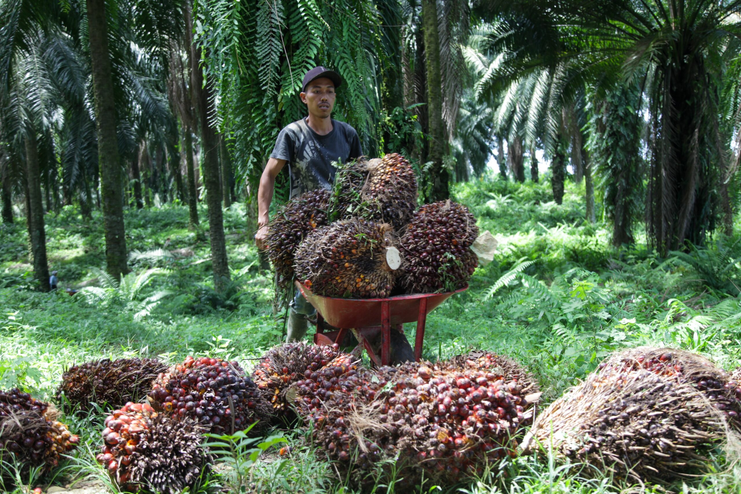 Indonesia’s new palm oil biodiesel programme profits major corporations at the expense of smallholders, says union