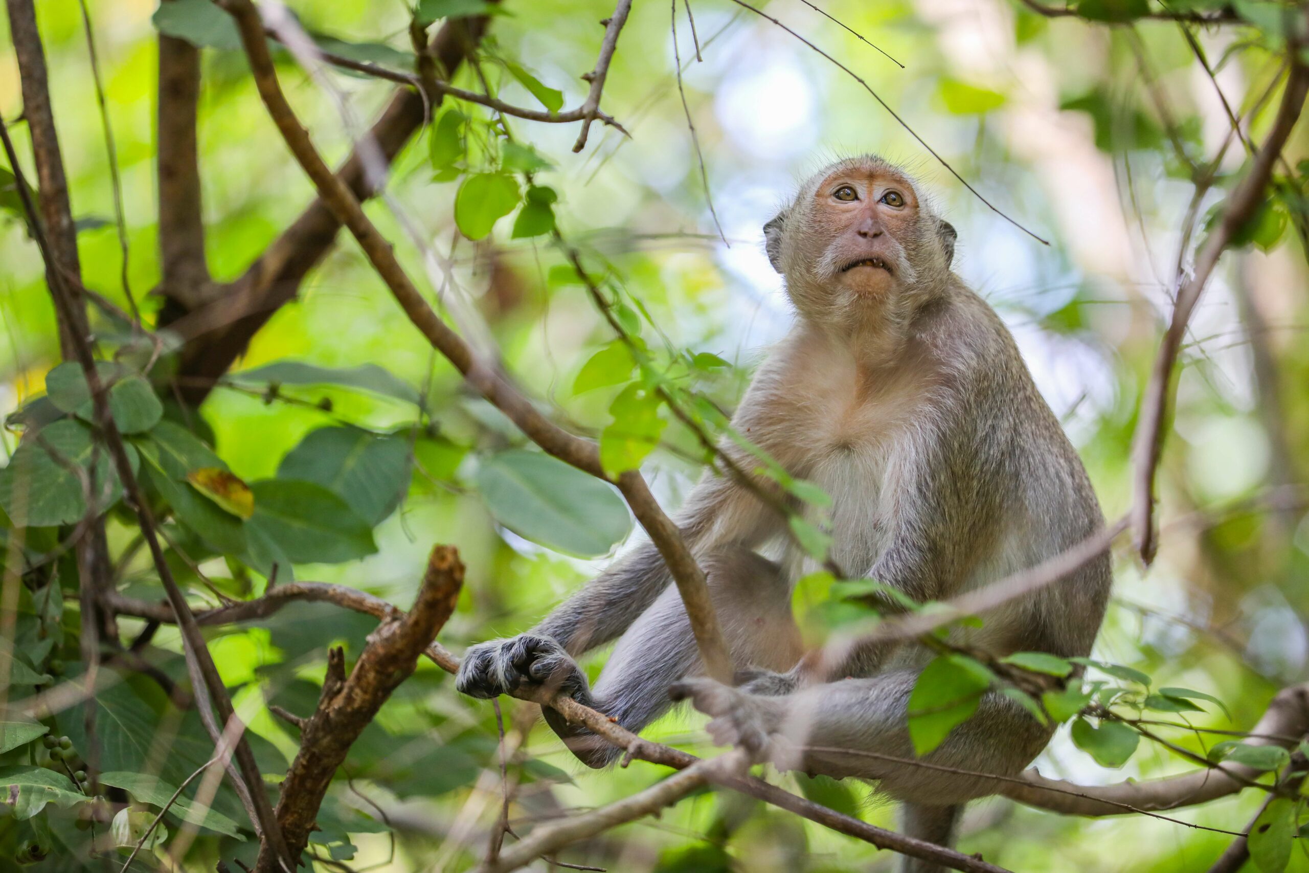 Cambodia's indicted monkey trade taints global wildlife market