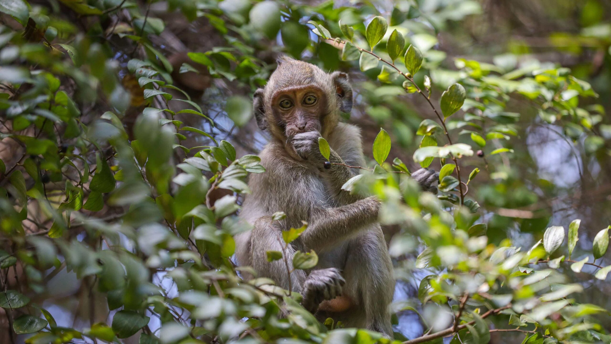 Mother monkey stands over the lifeless body of her stillborn first  offspring for TWO DAYS | Daily Mail Online