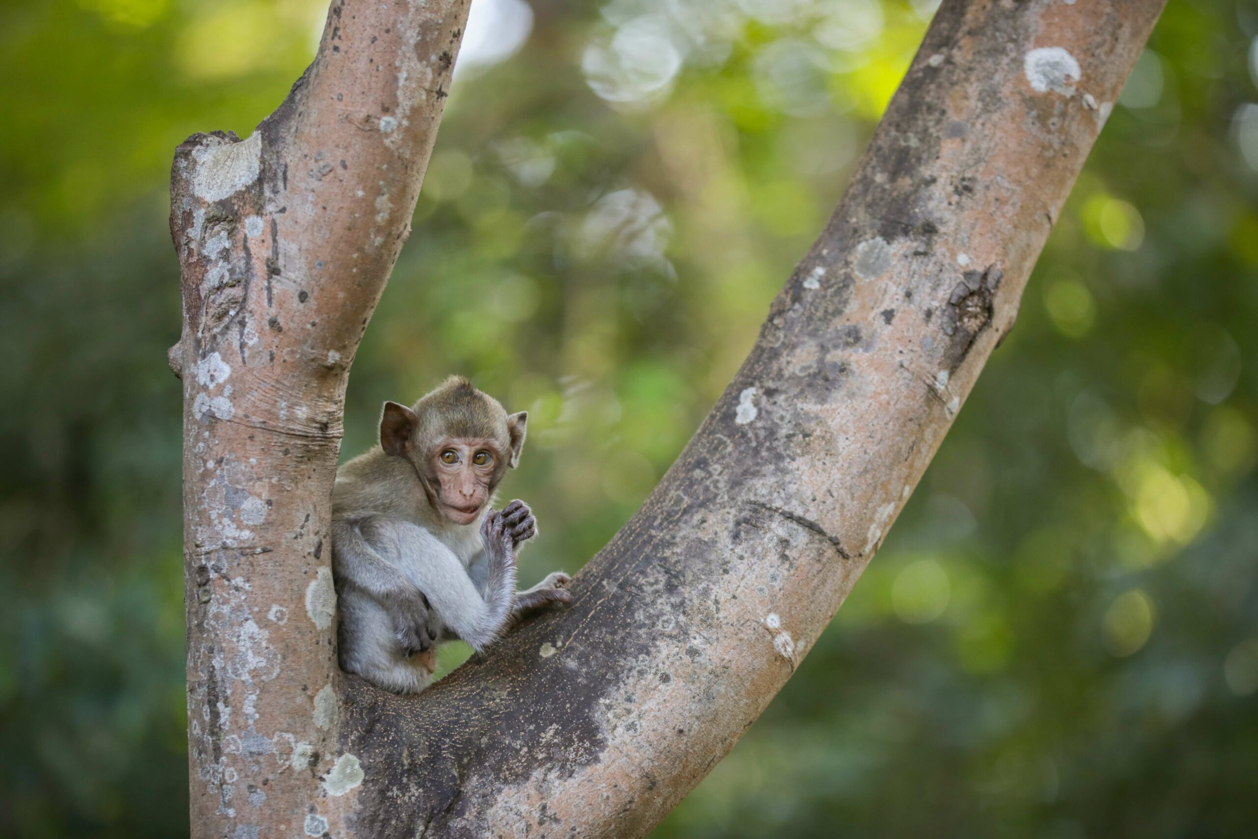 Cambodia's indicted monkey trade taints global wildlife market