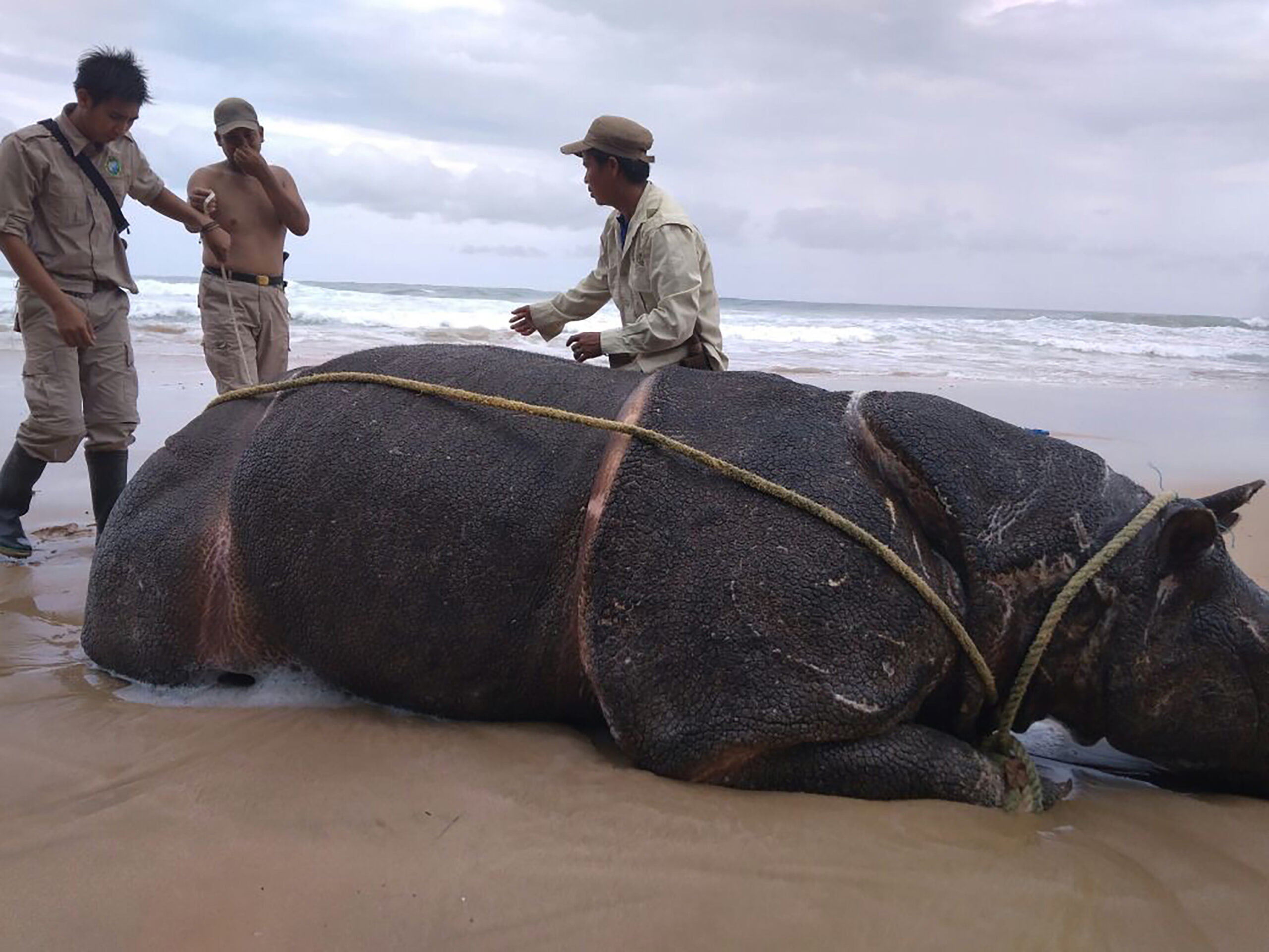 Disputed Javan rhino numbers highlight Indonesia’s fraught conservation politics