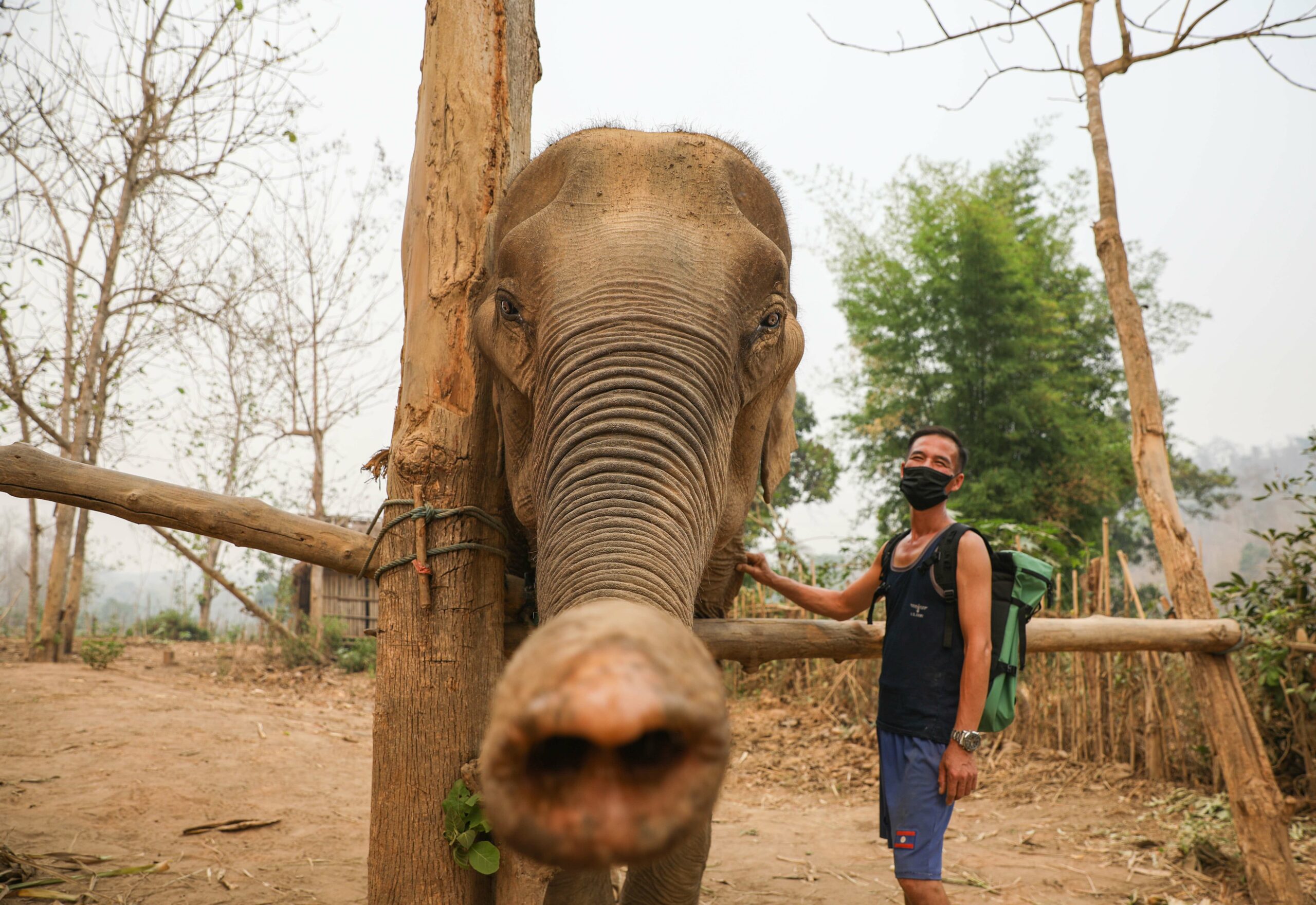 As Laos develops, can it make space for wild elephants?